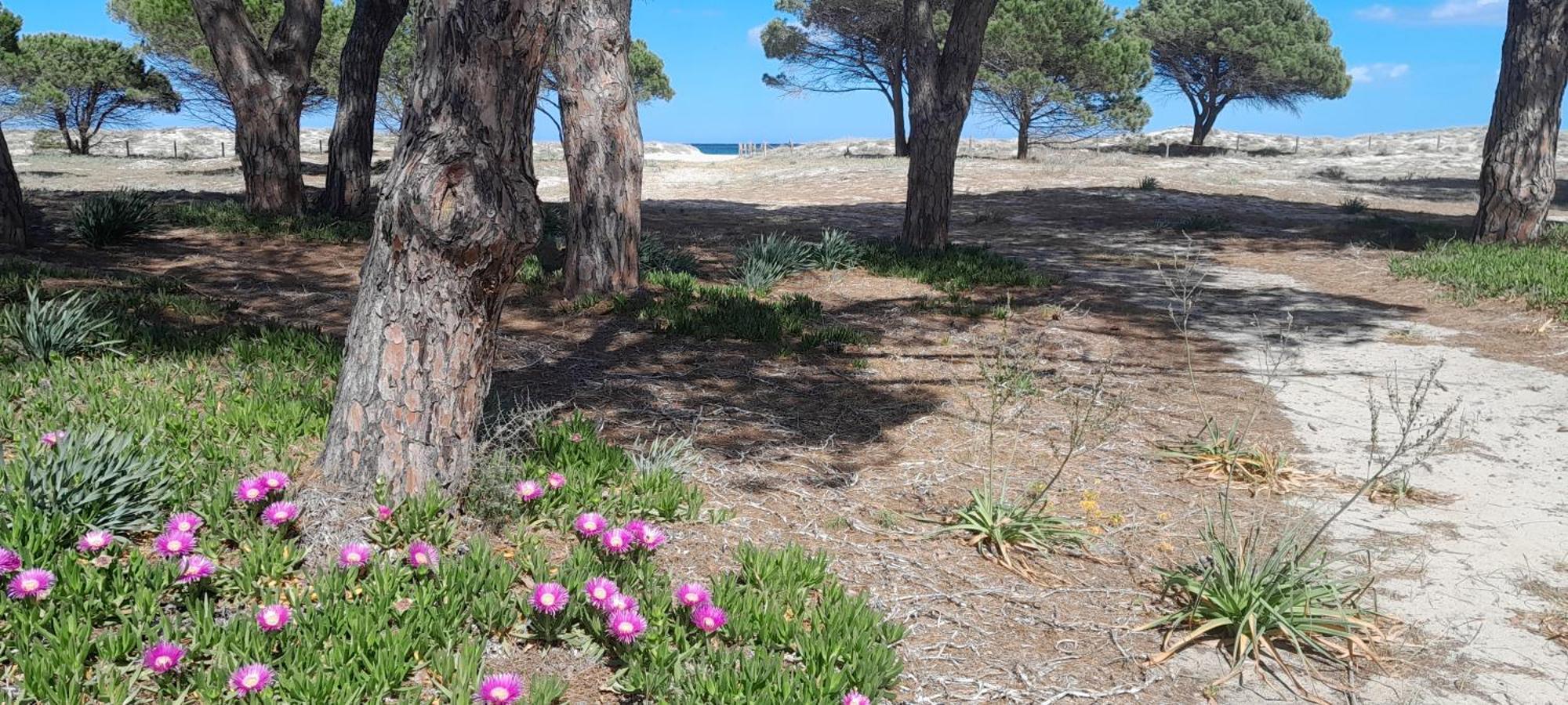 Resort Abbaia Ba Budoni Esterno foto