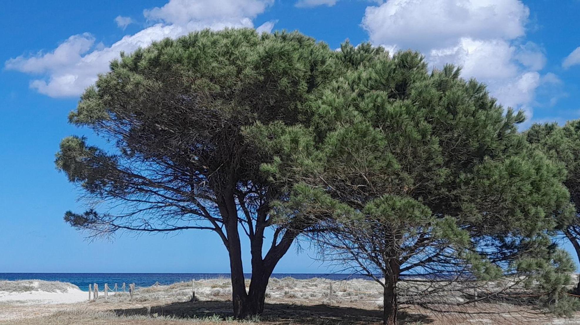 Resort Abbaia Ba Budoni Esterno foto