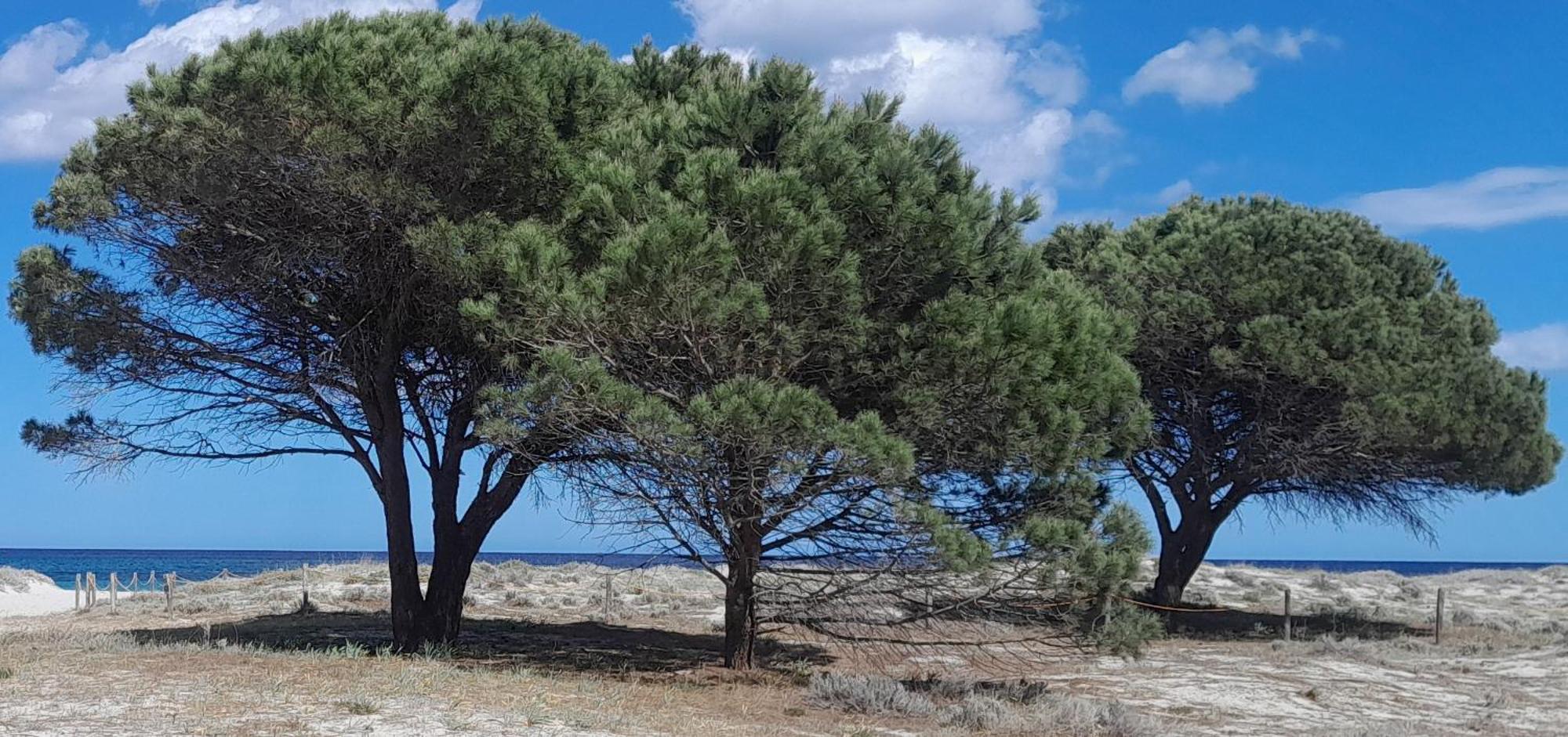 Resort Abbaia Ba Budoni Esterno foto